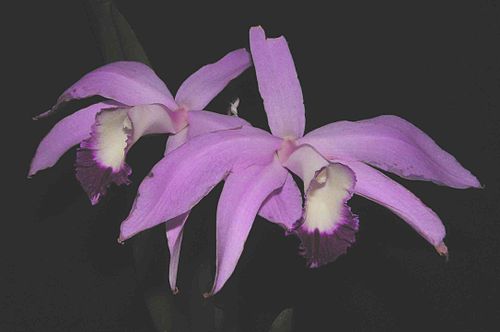 Cattleya perrinii